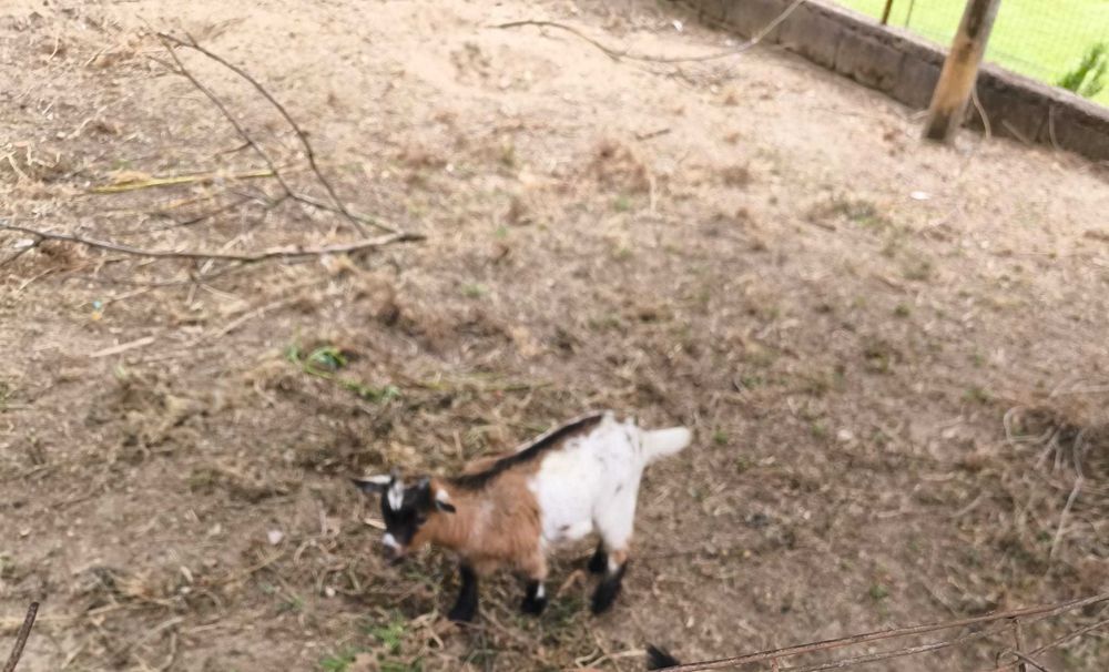 Macho Cabrito Anão