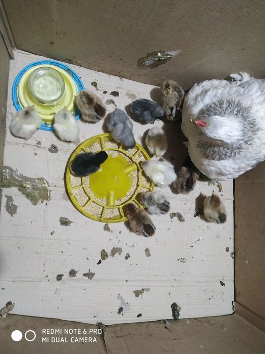 Подрощенные цыплята, яйца курей Брама