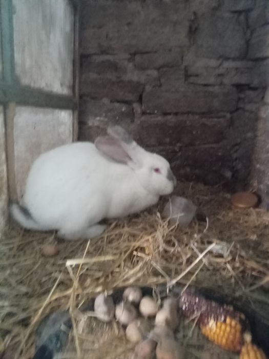 Молоди самки самці