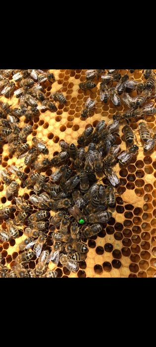 Pszczoły i ule sezon 2026