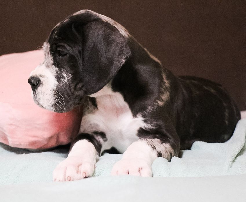 Dog niemiecki suczka merle