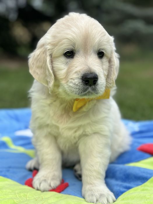 Kremowy samiec Golden Retriever FCI