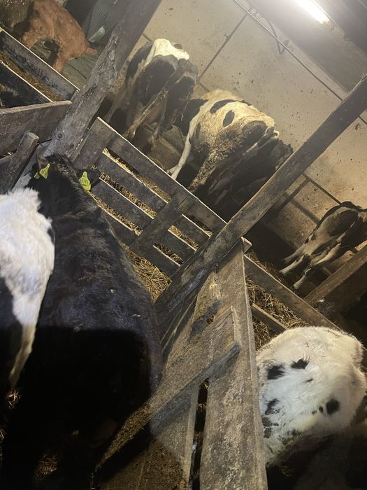 Byczek miesny ciele MM