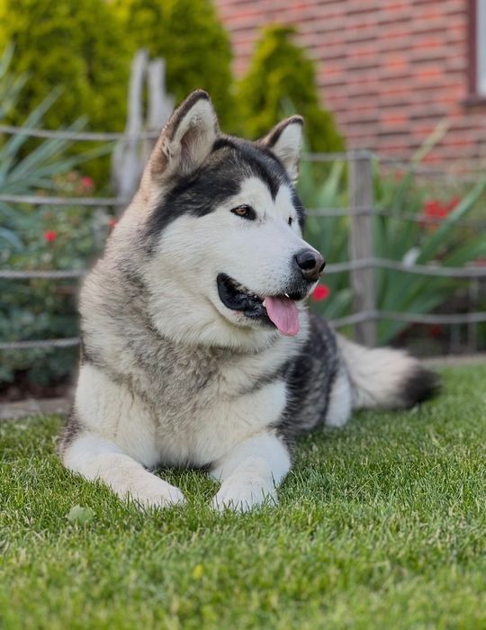 Alaskan Malamute ZKwP/FCI