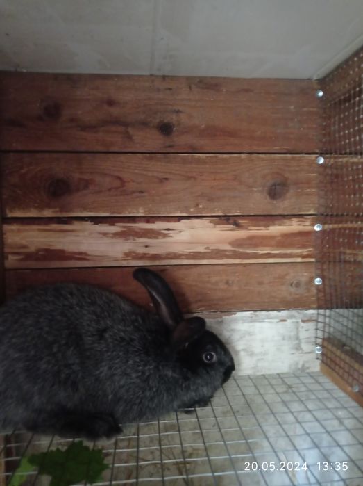 Кролі Полтавське срібло