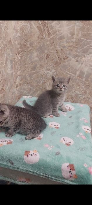 Шотландські кошенята