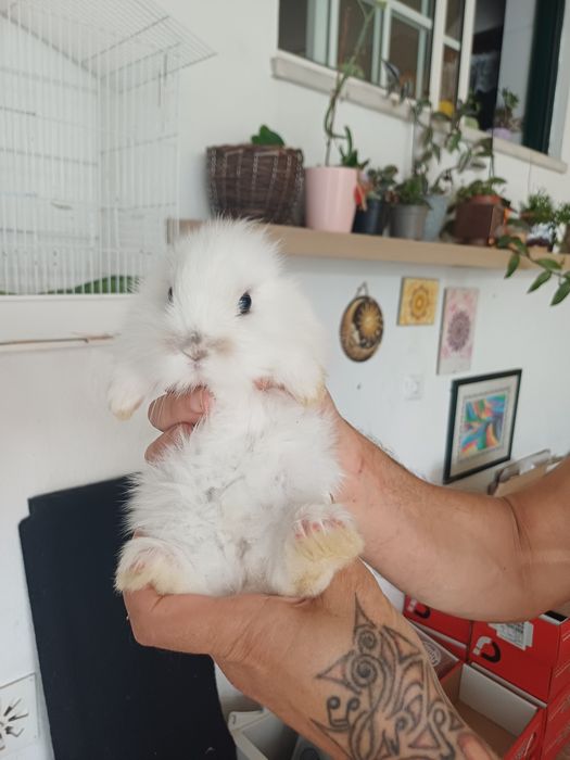Coelhos anões - flhos de mãe holland lop (orelhas caídas)e pai juba de leão