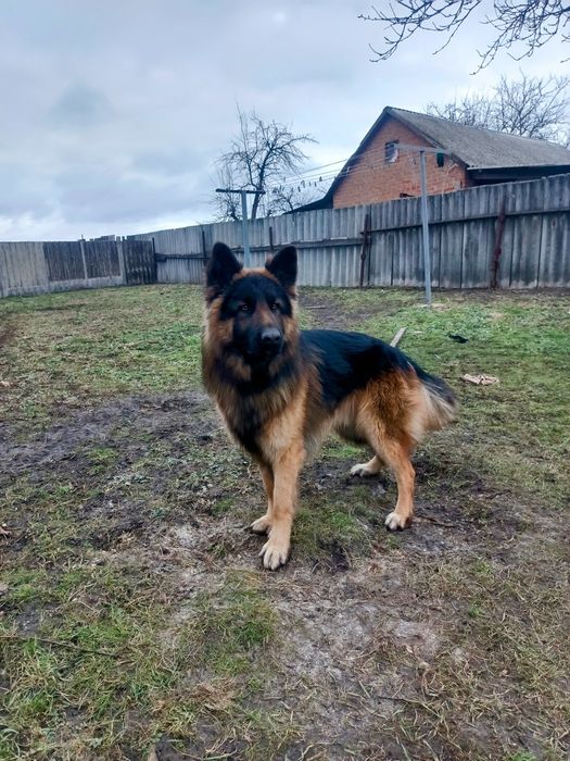 Кабель немецкой овчарки для вязки