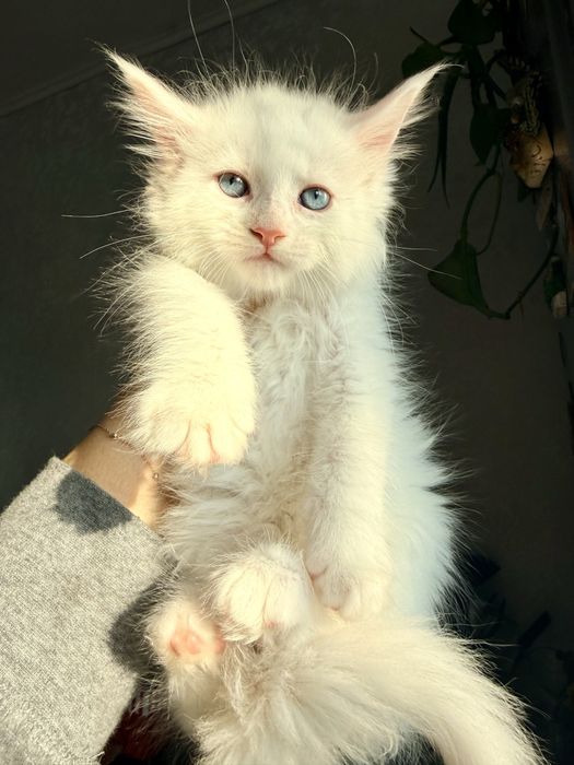 Мейн кун документи