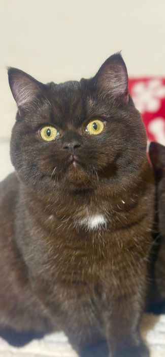 Czekoladowa dziewczynka piękność FPL FIFe