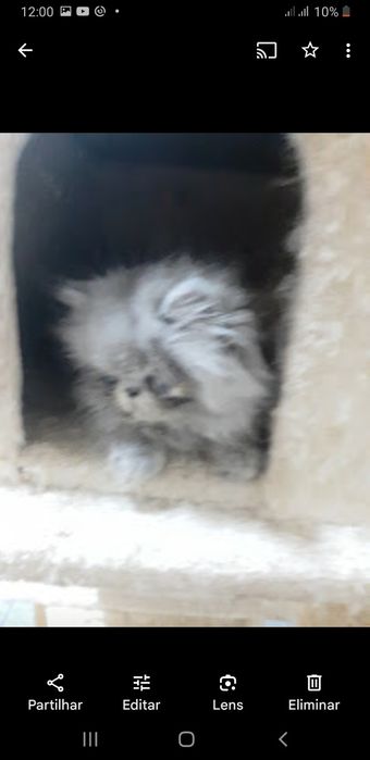 Gato persa azul(cinza)