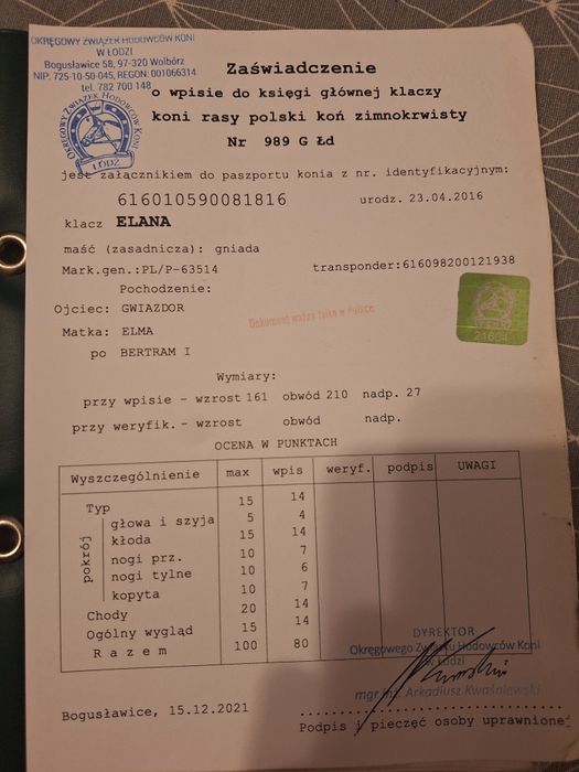 Klacz źrebna z licencją