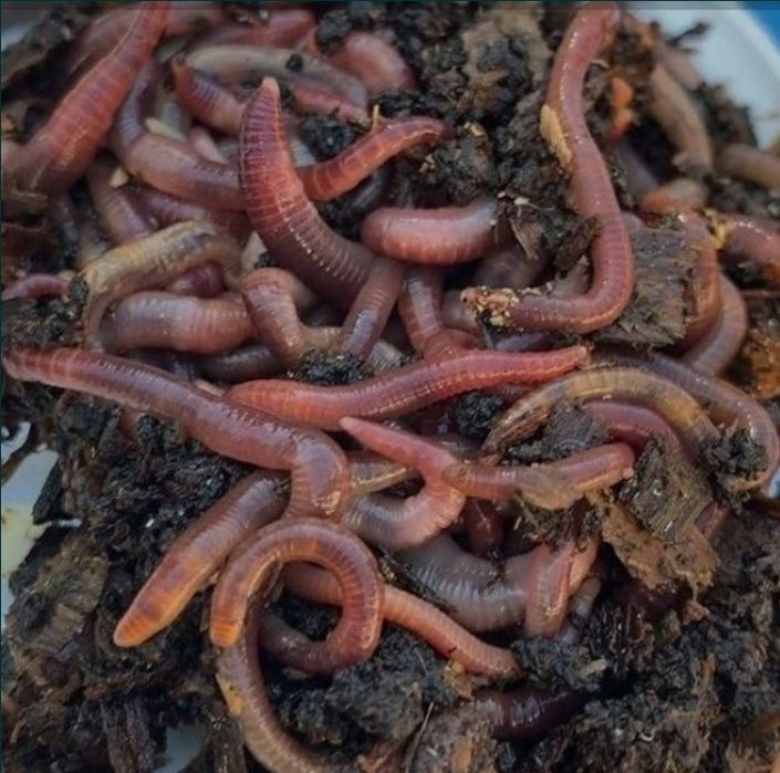 Minhocas Californianas (Eisenia fetida)