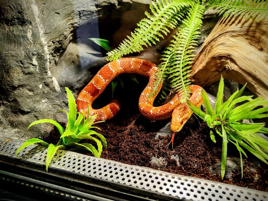 Wąż Zbożowy Terrarium Szafka