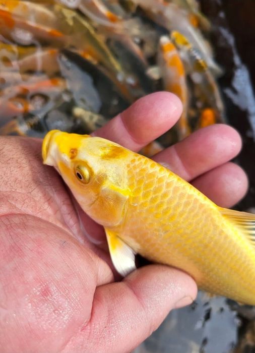 Sprzedam karp koi