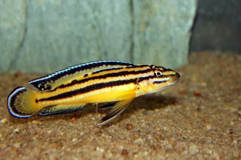 GB TANGANIKA Naskalnik Regana, Julidochromis Regani