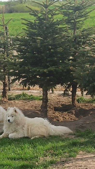 Dorosła sunia samojed/samoyed