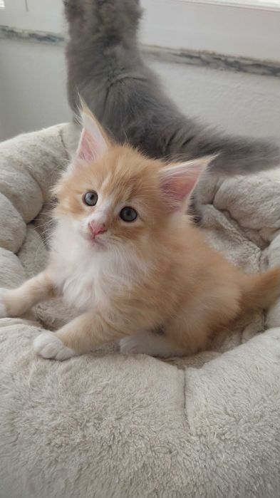Gatinho Bosques da Noruega