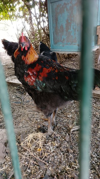 Galo cruzado Jersey com galinha maran