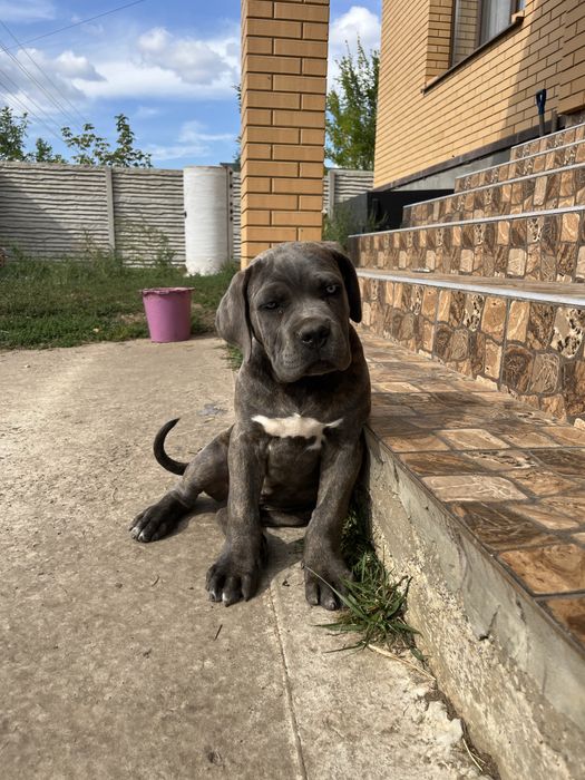 Продажа щенка кане корс