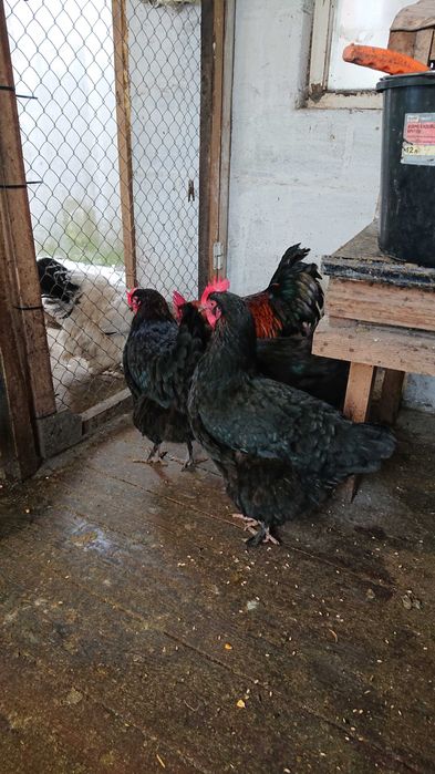 Інкубаційне яйце мідного марана