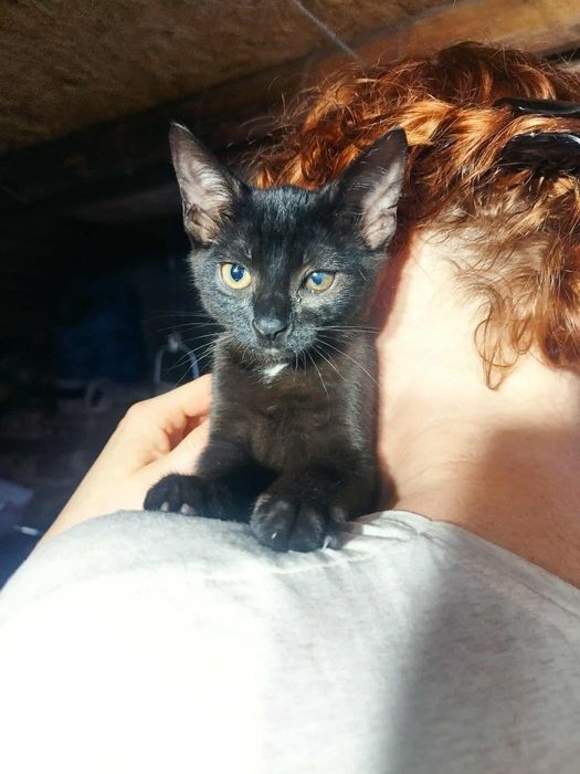 Kocięta do adopcji!