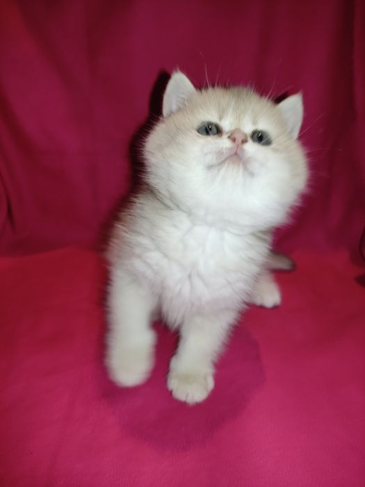 Пропонується к продажу чистокровна британочка блакитне золото