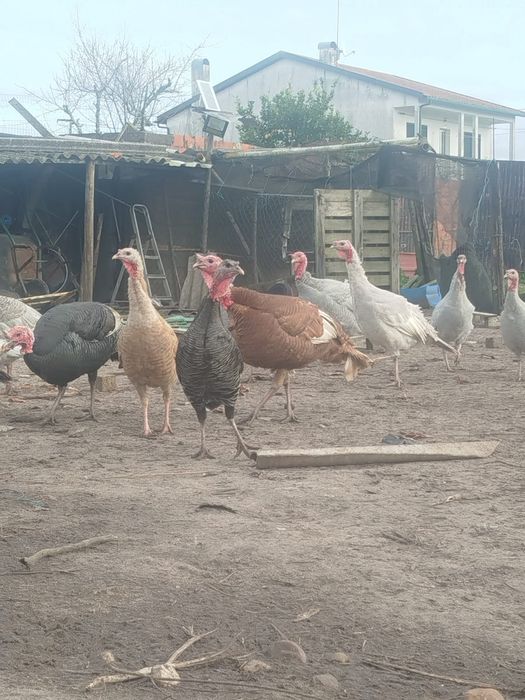 Galos e perú Caseiros