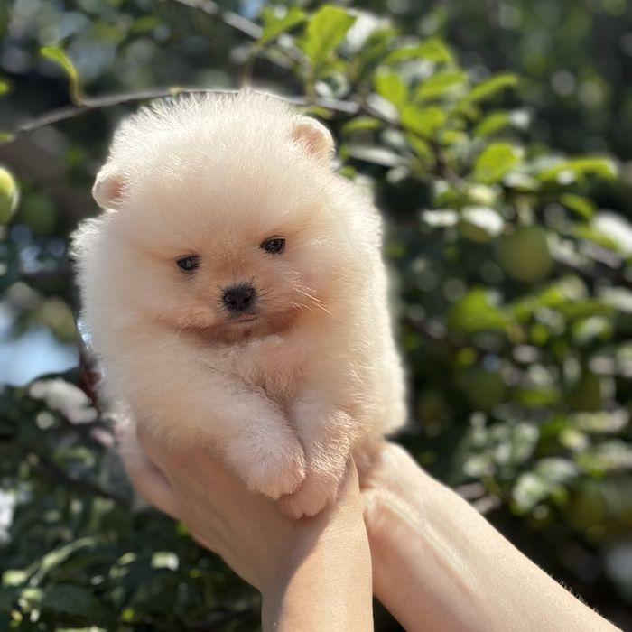 ляльковий Ведмедик шок классу.