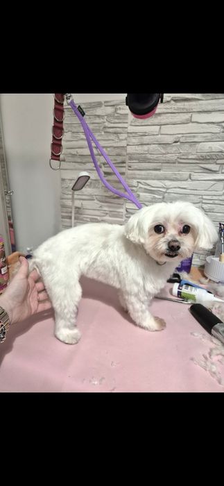 Domowe spa, psi fryzjer, groomer, strzyżenie