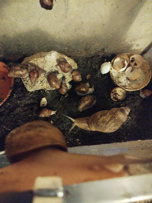 Улитки Ахатины .