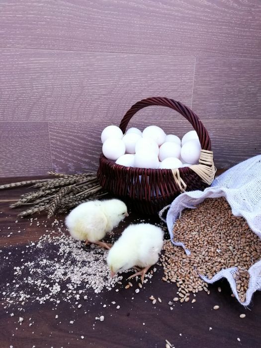 Jajka jaja legowe kur Leghorn. Możliwa wysylka