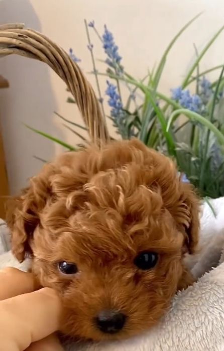 Красуня той пудель