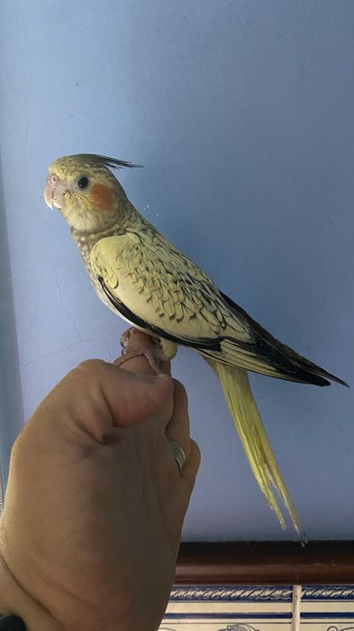 caturra domesticada excional