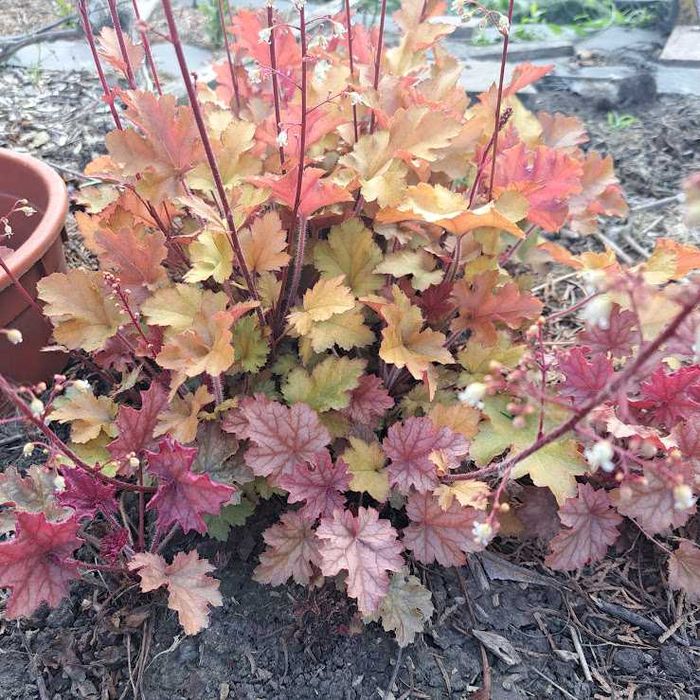 Саджанці гейхери.