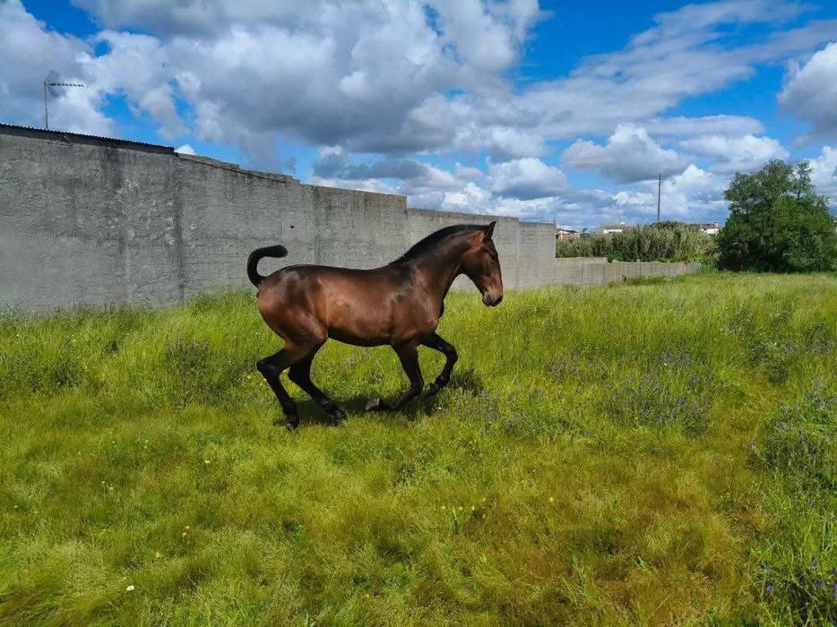 Poldro PSL , filho do Gladiador do lis