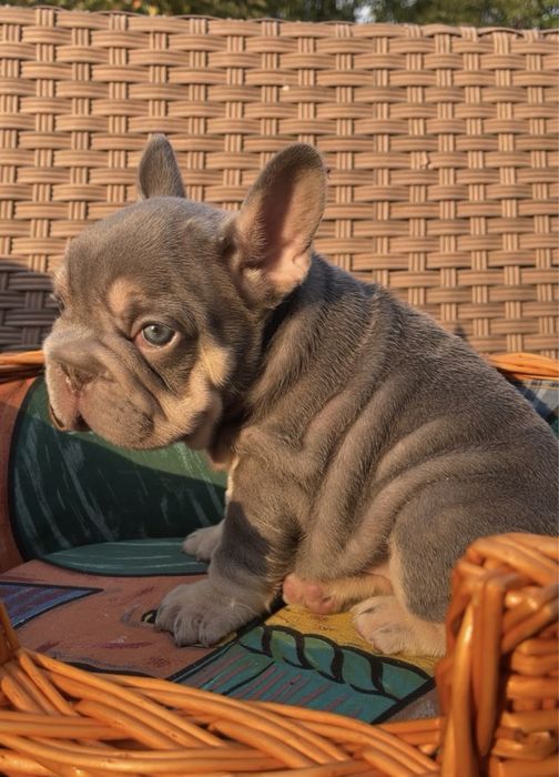 Big rope girl lilac tan