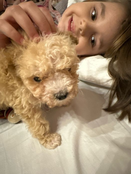 Śliczna suczka rasy Maltipoo