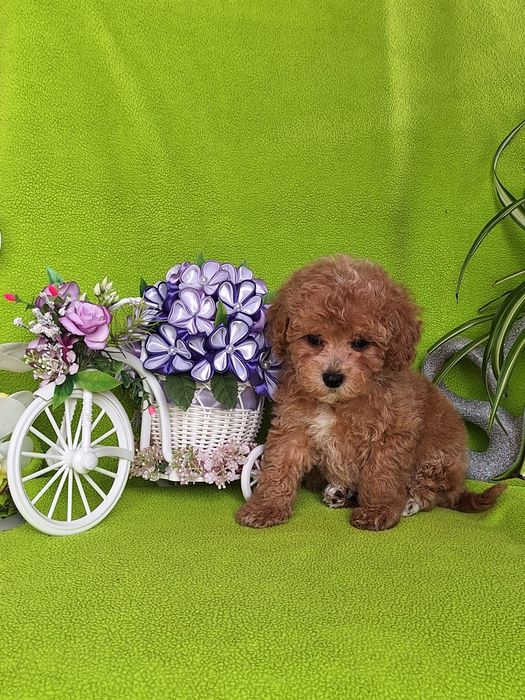 Pudel toy & maltipoo to piękny maltipoo z certyfikatem