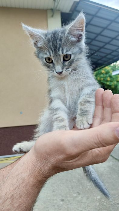 Кошенята віддам в добрі руки