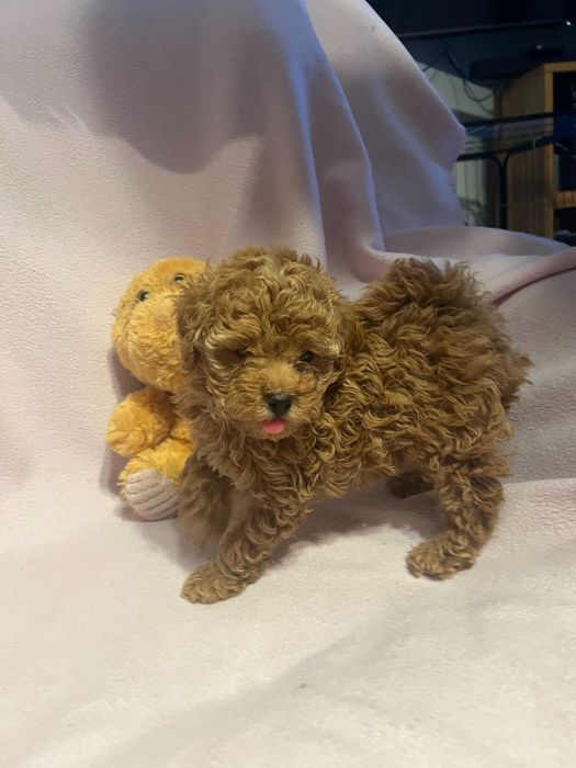 Pudel miniaturowy piesek