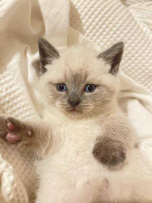 Шотландські кошенята скотіш стрейт