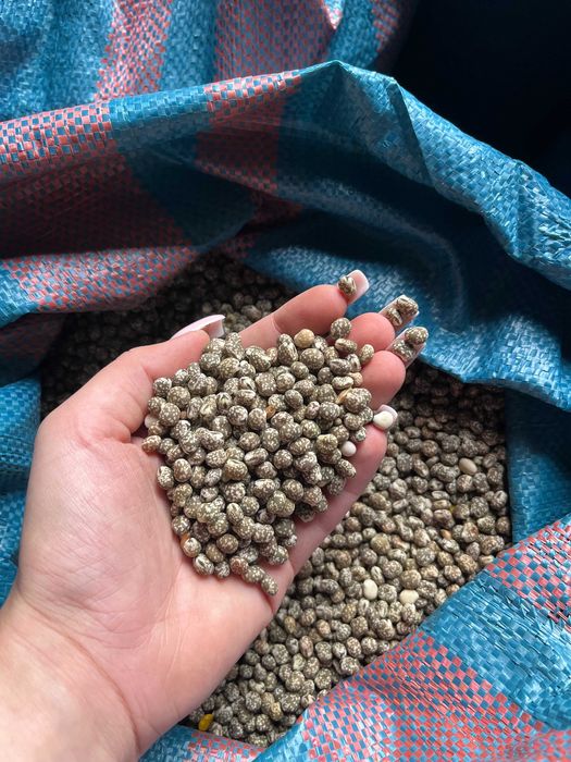 Łubin gorzki na poplon - zbiory 2025