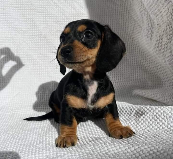 Дуже круті малюки