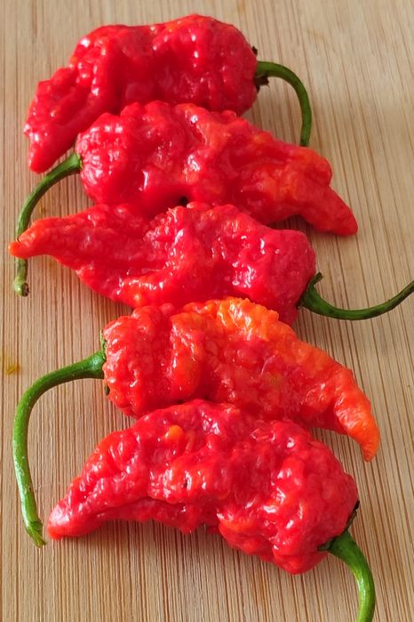Carolina Reaper Amarela ,OFERTA Portes Envio