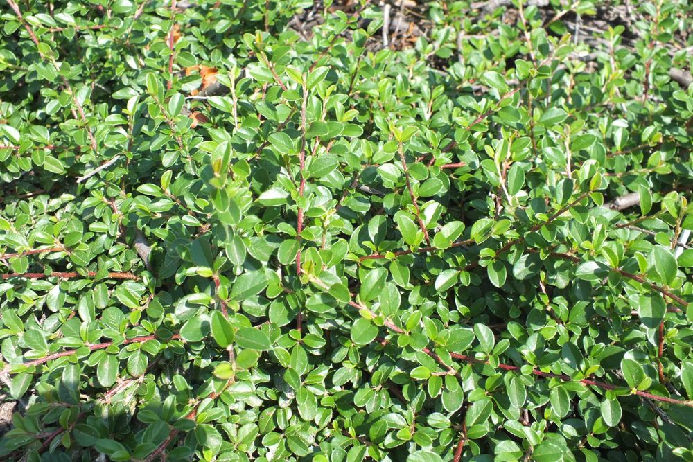 Irga Dammera Major - roslina kopana z gruntu