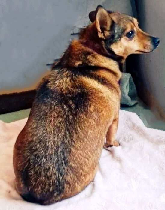 Corgi. W typie, dwie mikrosunie.