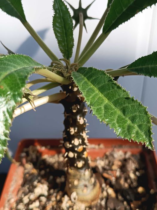 Dorstenia sp.Tailand каудексна рослина