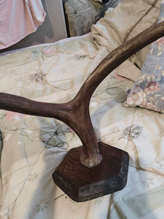 Рога оленя на дерев'яній основі