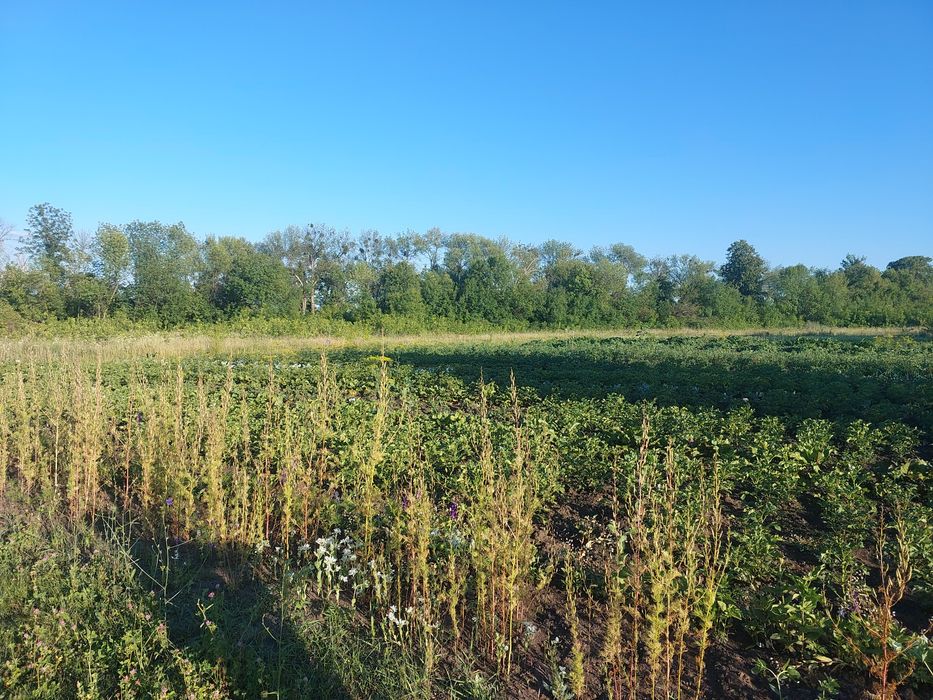 Продам участок в Солоницевском Отг (п Берминводы)